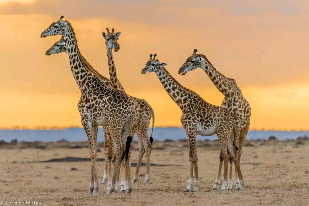 Nature Lovers Mara Camp Hotel Sekenani Exterior photo